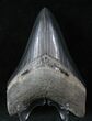 Beautiful, Grey Lower Megalodon Tooth #13536-1